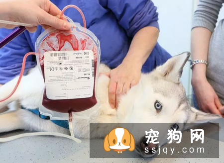 狗狗血型有哪些，狗狗输血要注意什么