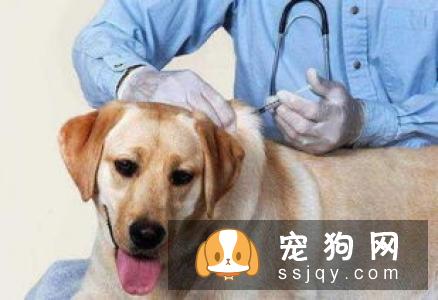 让狗狗适应航空箱有很多好处