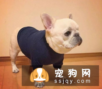 法国斗牛犬怎么饲养 法国斗牛犬的饲养方法