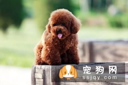 宠物狗消化不良该怎么办?
