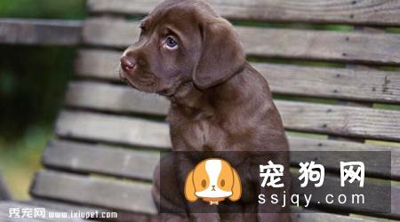 拉布拉多犬训练方法_价格|性格特点|图片