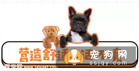 240岁狗狗的长寿三大秘诀