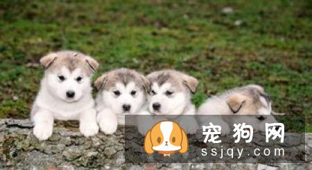 狗狗不听话应该打还是训？