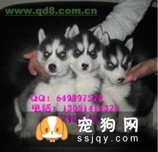 哈士奇什么时候要打预防针 哈士奇预防针疫苗种类与接种时间介绍