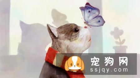 狗狗在第一次发情前进行绝育手术