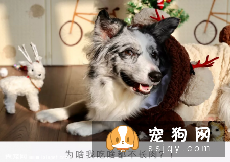 是什么原因导致狗狗胰腺外分泌不足？