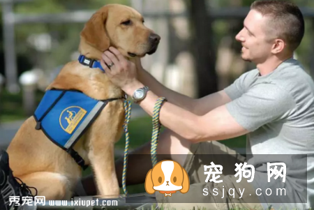 狗狗为什么会得创伤后应激障碍