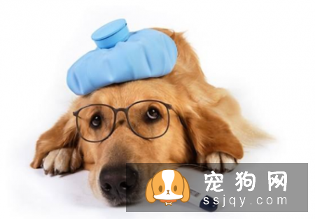 狗狗生病了，主人需要做好这5点