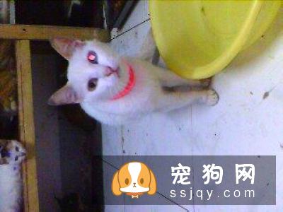 狗狗螨虫病是什么原因引起的？