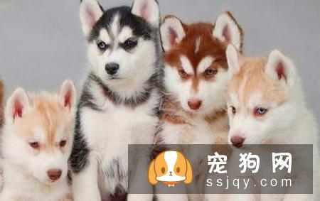 狗狗喜欢咬家具，这些方法可以有效阻止它！