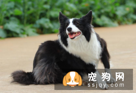 世界十大最忠诚的狗的排名