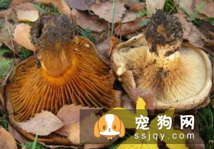 有机氟化物类灭鼠药中毒
