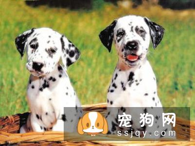 斑点狗智商高吗_好不好养|图片|价格