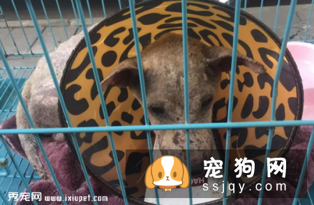 看到流浪狗狗怎么救助!