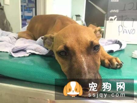 药物安乐死技术方法有哪些