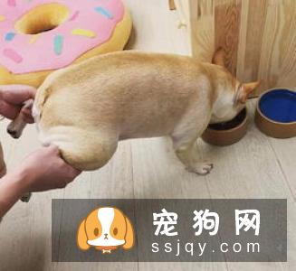 狗狗护食的原因及解决方法