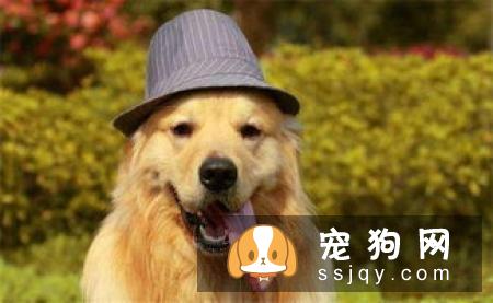狗狗生病了应该怎么照顾