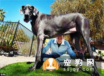 适当的宠爱藏獒好处多