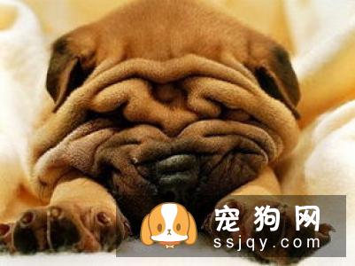 哪种狗最聪明最通人性 狗狗智商排名表