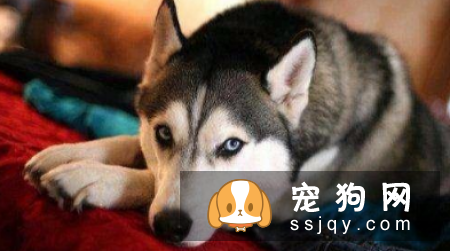 5种不忠心的狗狗 前三是狗界三傻!