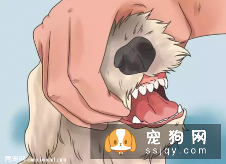 在家就可以给狗狗做的体检大法