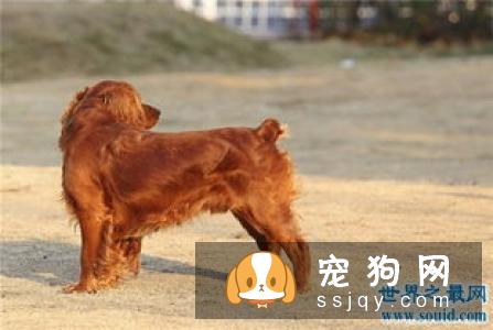 田野小猎犬智商高吗,好不好养_图片|训练