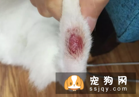 狗狗真菌性皮肤病，警惕人狗共患