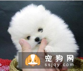 宠物过多的接种疫苗对它的身体健康有影响！