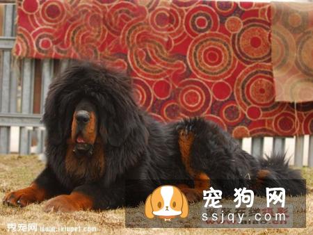 幼年藏獒的日常护理,仔犬出生时已经开始,如初生仔犬的擦拭,固定乳头,保温防冻