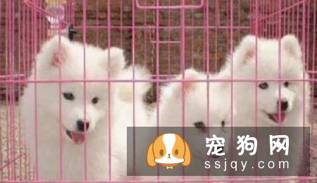 了解这些幼犬饲养指南，让狗狗健康成长