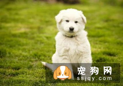 狗狗得了肠胃炎怎么办？狗狗肠胃炎的症状