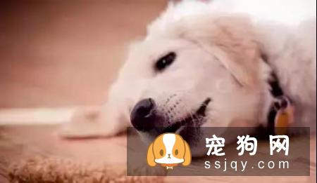 夏季养犬需要注意狗狗这些高发病