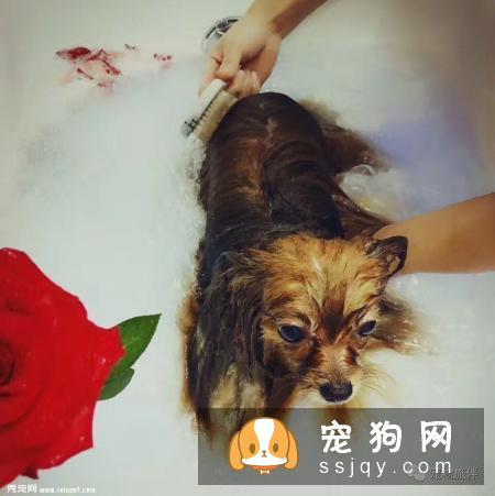 专业宠物SPA，远不止是“泡澡、按摩”那么简单