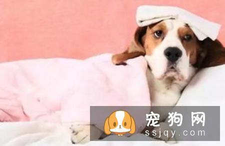 狗狗口臭用什么最管用 99%的铲屎官都不知道的事