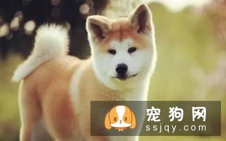 如何辨别秋田犬?-家居装修问答
