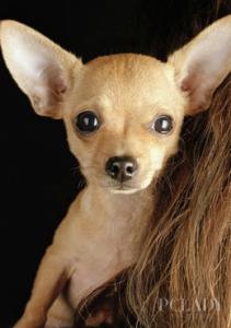 老龄犬该怎么喂养比较好？老龄犬喂食攻略！
