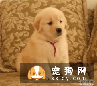 了解狗狗腹泻的原因，用正确的态度对待狗狗腹泻