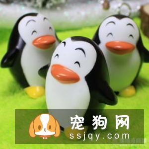 为什么要给狗狗玩漏食球，狗狗应该如何使用漏食球
