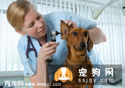 除了带毛孩到宠物医院或诊所定期检查外,主人在日常生活中应当多留意毛孩的身体状