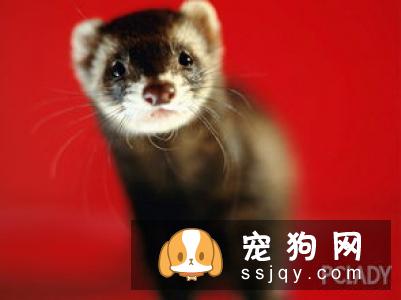关于宠物疫苗的基本常识 你需要知道