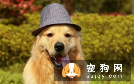 狗狗耳毛过长，应该怎么给狗狗拔耳毛