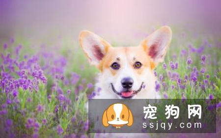 宠物到底能不能吃盐？