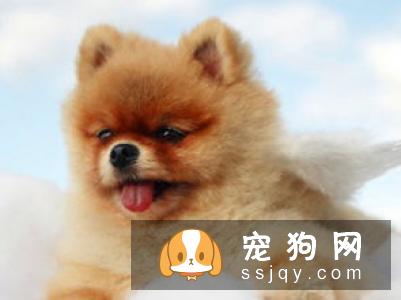 狗狗养护护理知识——洗澡篇