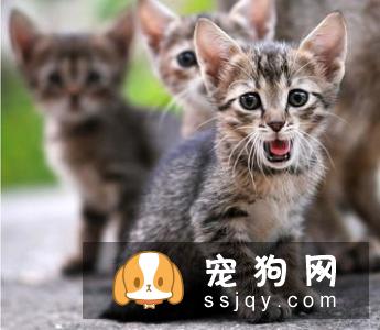 专业宠物SPA，远不止是“泡澡、按摩”那么简单