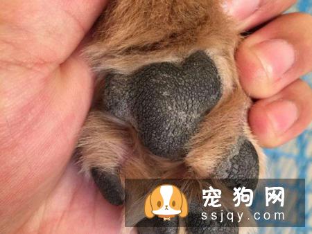 狗狗脚掌为什么开裂?-家居装修问答