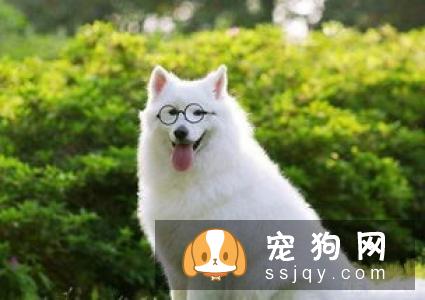 狗狗怀孕期间不能吃什么