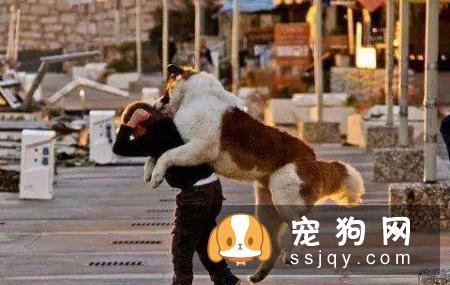 狗狗扑人怎么办
