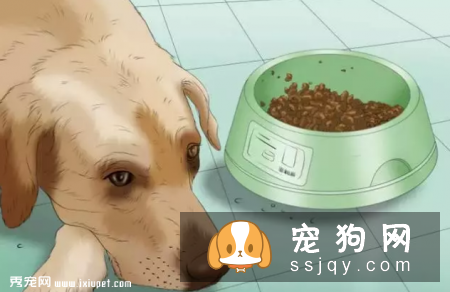 在家就可以给狗狗做的体检大法