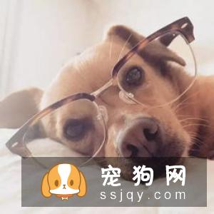 狗狗腹泻的原因及治疗方法