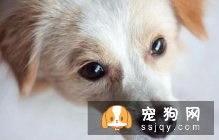 狗狗扑人怎么办